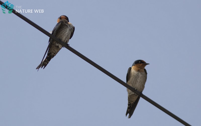 Pacific Swallow